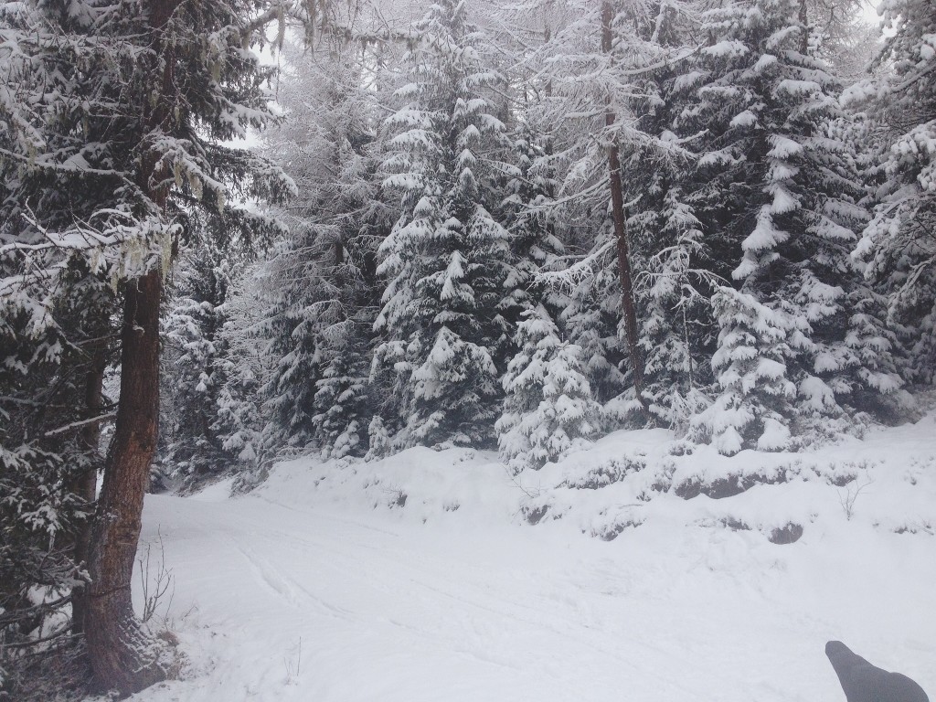 austria, skiing, innsbruck, blogger, forest, snow